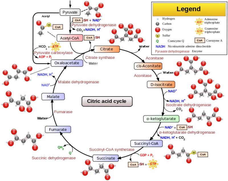 Krebs Cycle Labster Theory